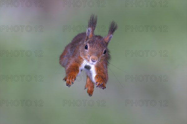 Eurasian red squirrel