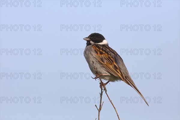 Reed bunting