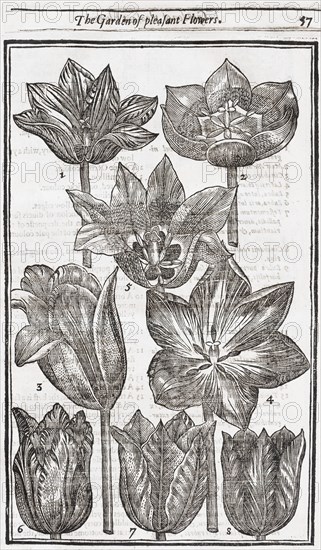 Tulips
