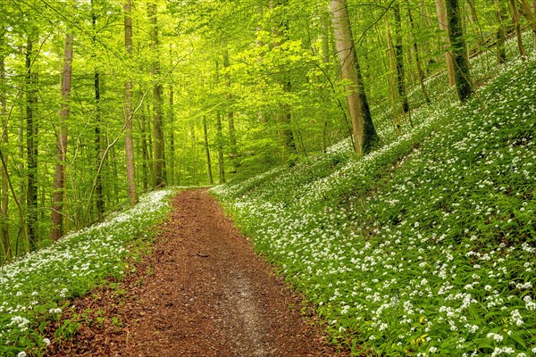 Hiking trail through Common beeches forest