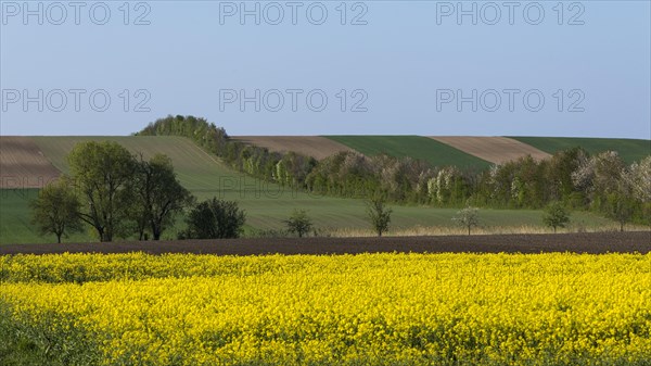 Cultural landscape with flowering Rapefield