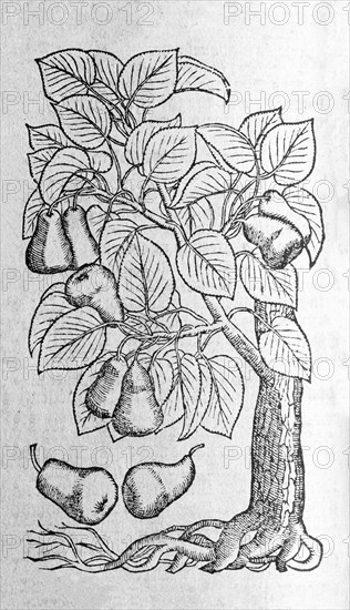 Pear tree