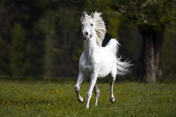 Thoroughbred Arabian grey stallion in spring on the pasture