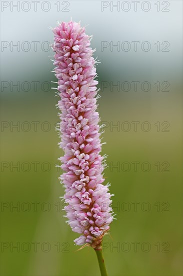 Meadow bistort