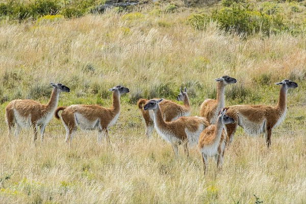 Guanacos