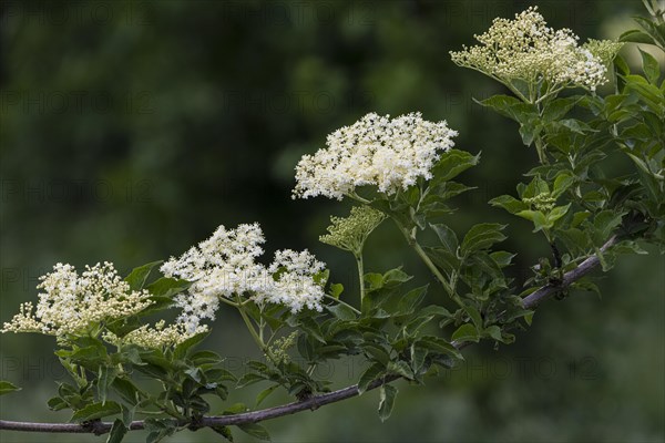 Elder