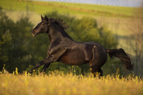 Brown Trakehner mare at a gallop in the pasture