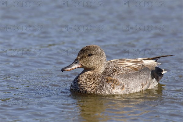 Gadwall
