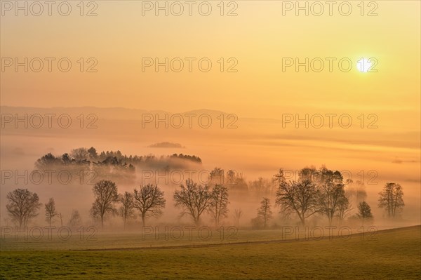 Meadows and trees in early fog