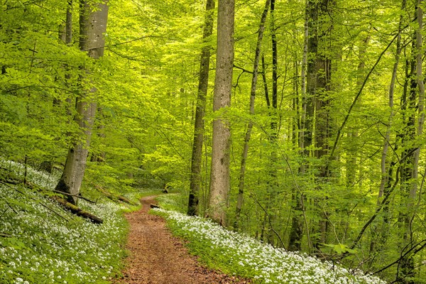 Hiking trail through Common beeches forest