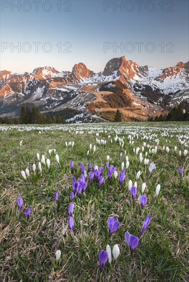 Blossoming crocus meadow near Gurnigelpass