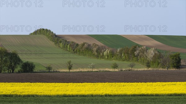 Cultural landscape with flowering Rapefield