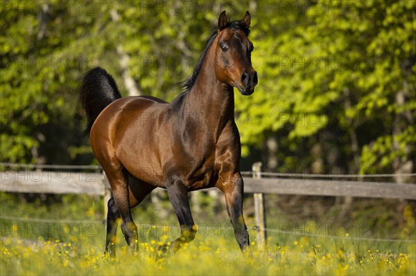 Brown thoroughbred Arabian stallion on the pasture in spring