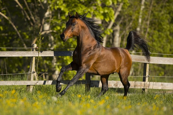 Brown thoroughbred Arabian stallion on the pasture in spring