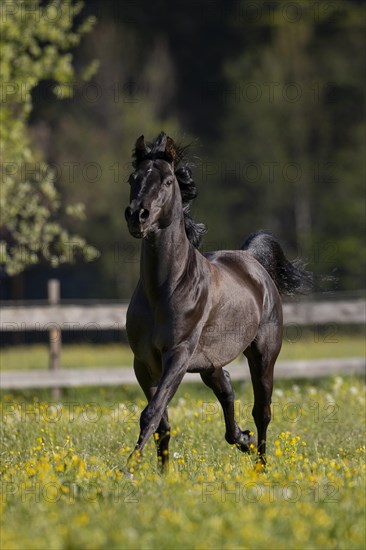 Thoroughbred Arabian black stallion in spring on the pasture