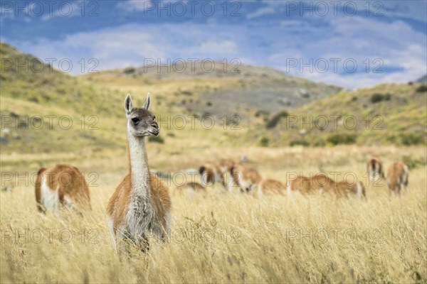Guanacos