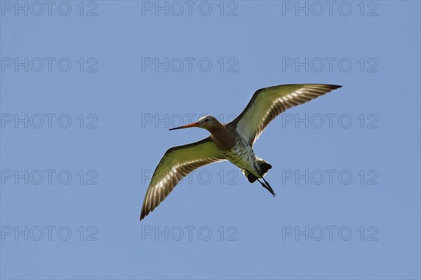 Black-tailed godwit