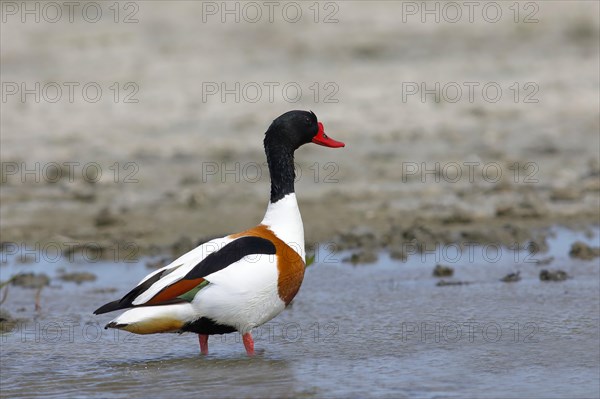Common shelduck