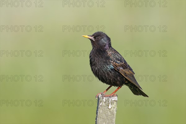 Starling