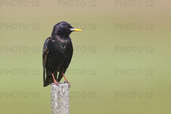Starling