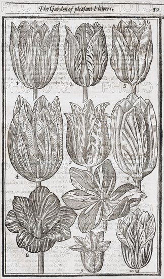 Tulips