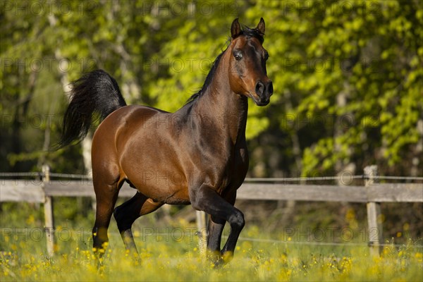 Brown thoroughbred Arabian stallion on the pasture in spring