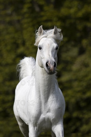 Thoroughbred Arabian grey stallion portrait
