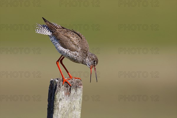 Common redshank
