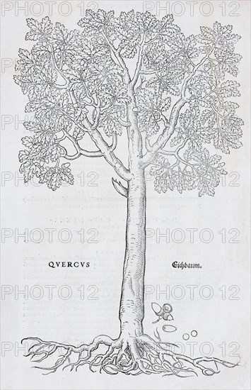 Oak