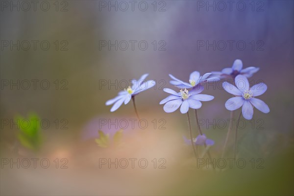 Liverwort