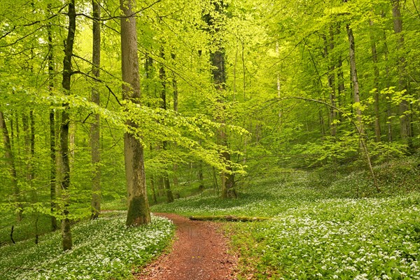 Hiking trail through Common beeches forest
