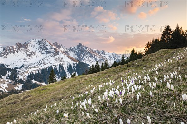 Blossoming crocus meadow near Gurnigelpass