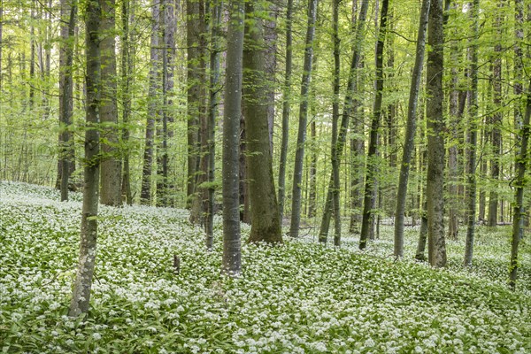 Flowering Ramsons
