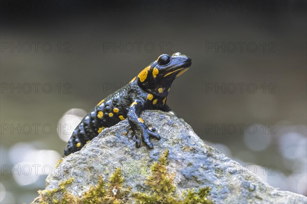 Fire salamander