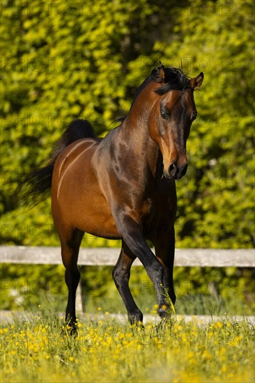 Brown thoroughbred Arabian stallion on the pasture in spring