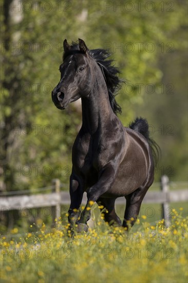 Thoroughbred Arabian black stallion in spring on the pasture