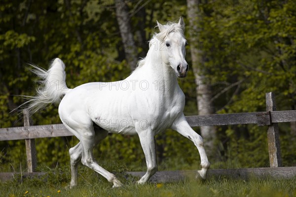 Thoroughbred Arabian grey stallion in spring on the pasture