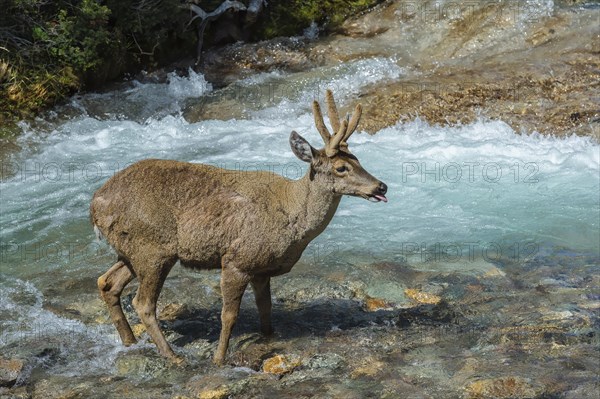 Male South Andean Deer