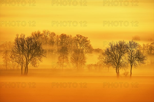 Meadows and trees in early fog