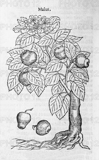 Apple tree