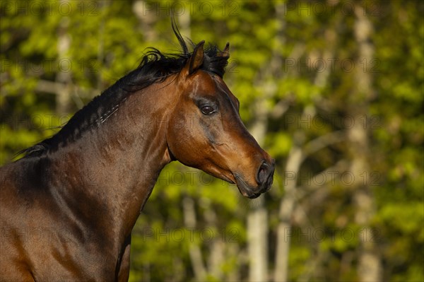 Portrait of a brown thoroughbred Arabian stallion in the pasture