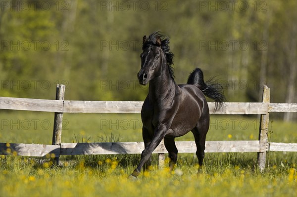 Thoroughbred Arabian black stallion in spring on the pasture