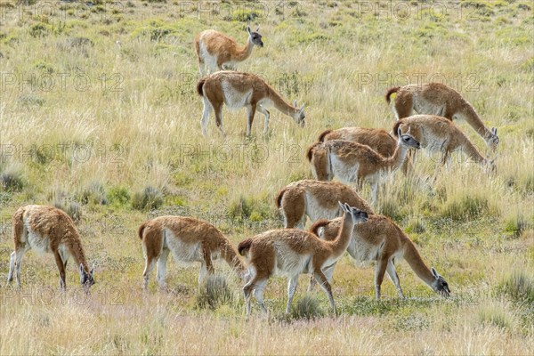 Guanacos