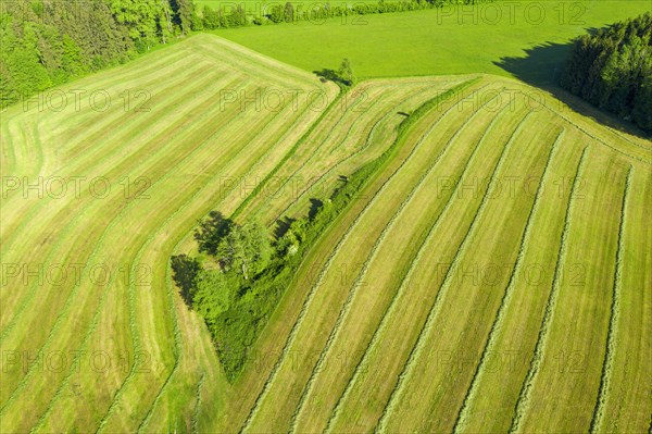 Mowed meadows near Eurasburg