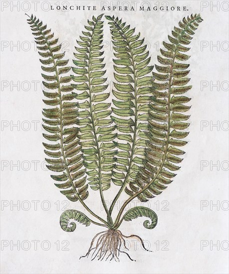 Male-fern