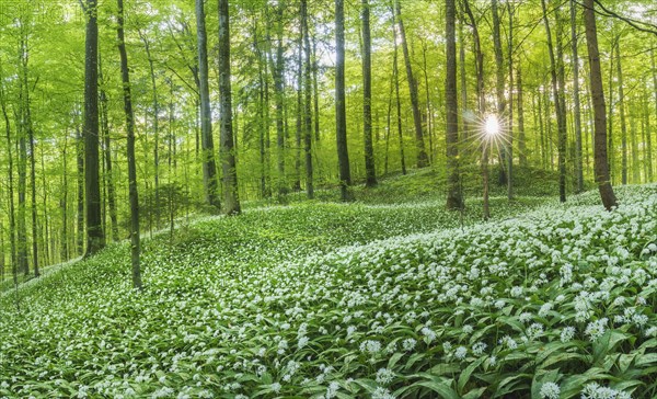 Flowering Ramsons