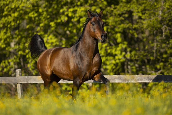 Brown thoroughbred Arabian stallion on the pasture in spring