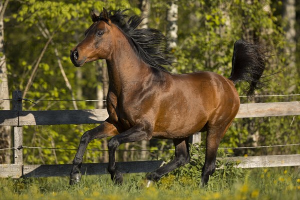 Brown thoroughbred Arabian stallion on the pasture in spring