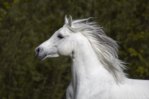 Thoroughbred Arabian grey stallion