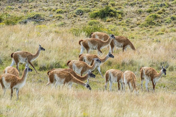 Guanacos